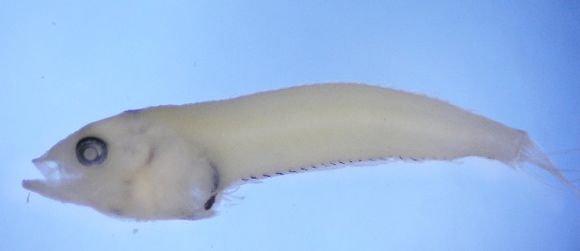 Image of sand stargazers