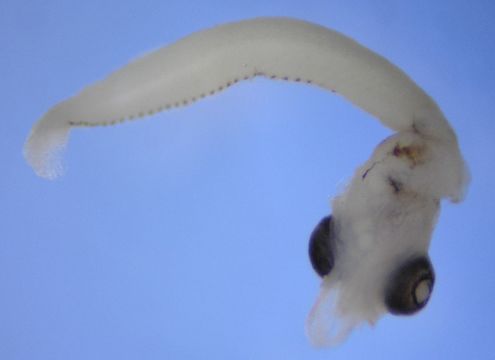 Image of sand stargazers