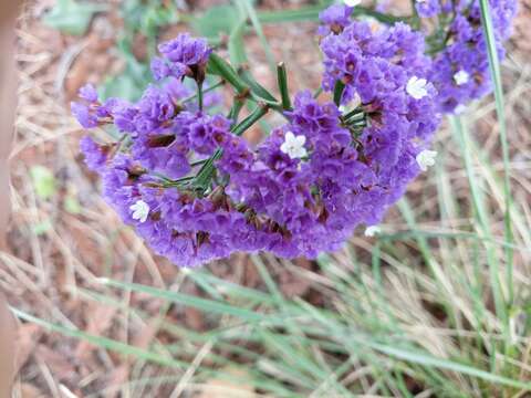 Imagem de Limonium perezii (Stapf) F. T. Hubbard ex L. H. Bailey