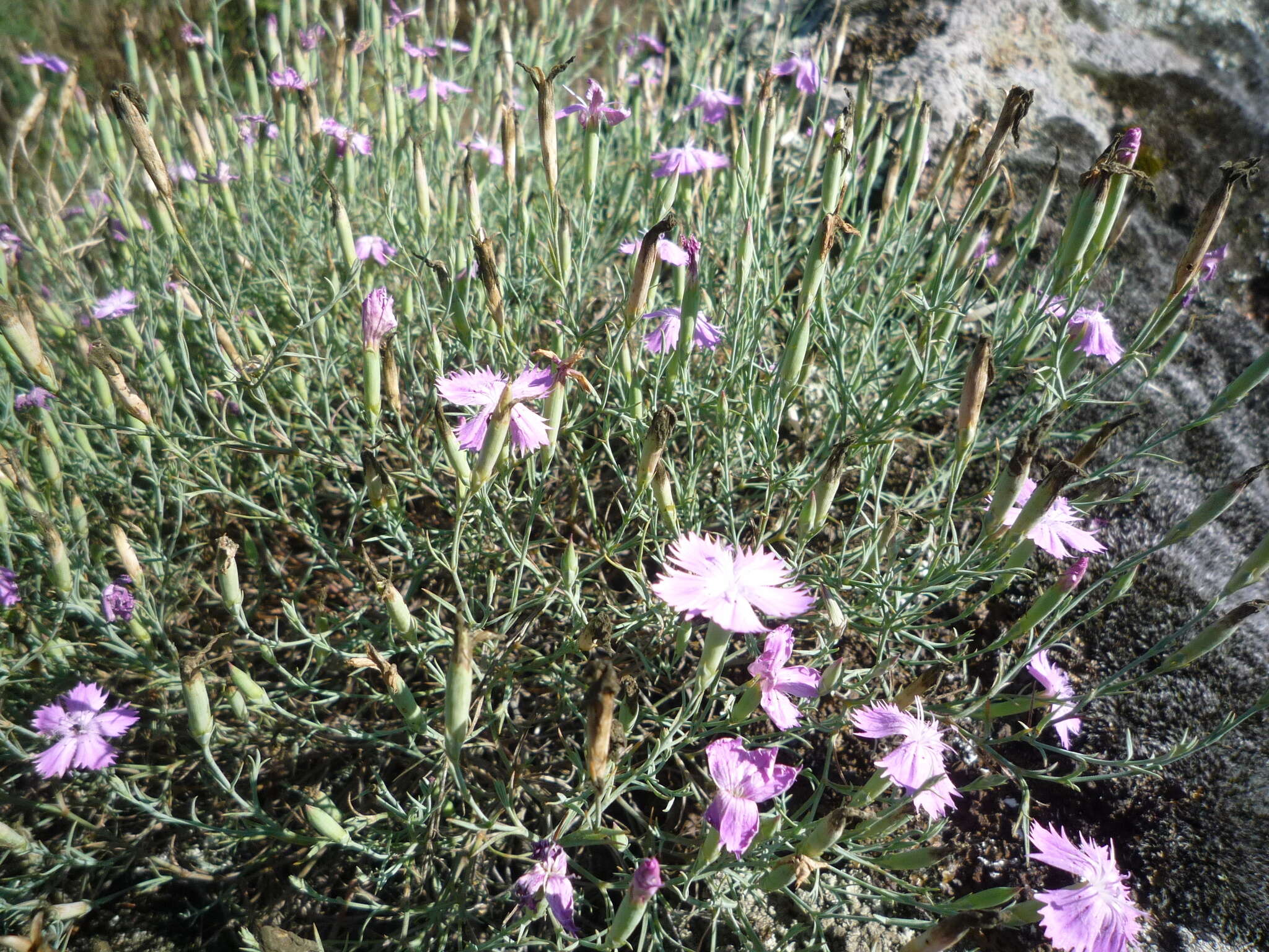 Dianthus hypanicus Andrz.的圖片