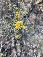 Acacia colletioides Benth. resmi