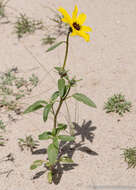 Image of Helianthus deserticola Heiser