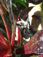 Image of Alfalfa Looper Moth