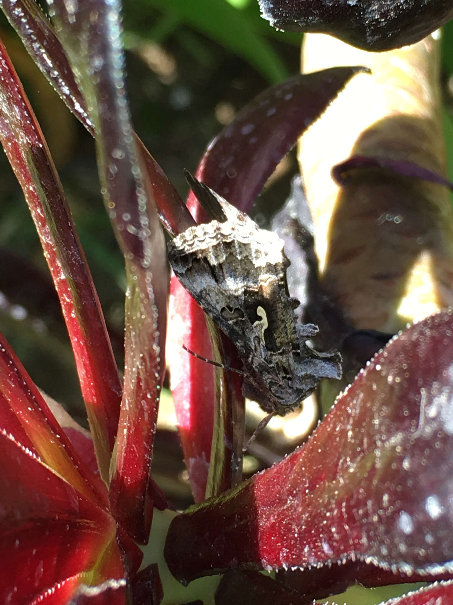 Image of Alfalfa Looper Moth