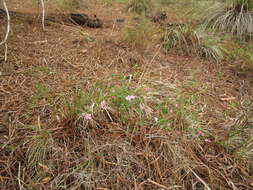 Image of Boronia crenulata Sm.