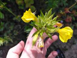 Oenothera rubricaulis Klebahn resmi