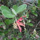 Image of Grevillea miqueliana subsp. moroka W. Molyneux & V. Stajsic