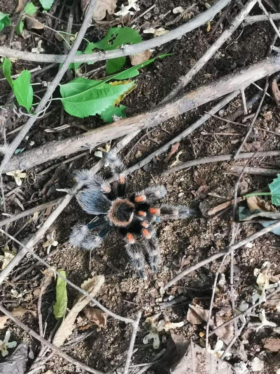 Image of Brachypelma hamorii Tesmoingt, Cleton & Verdez 1997