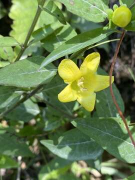 Image of downy yellow false foxglove