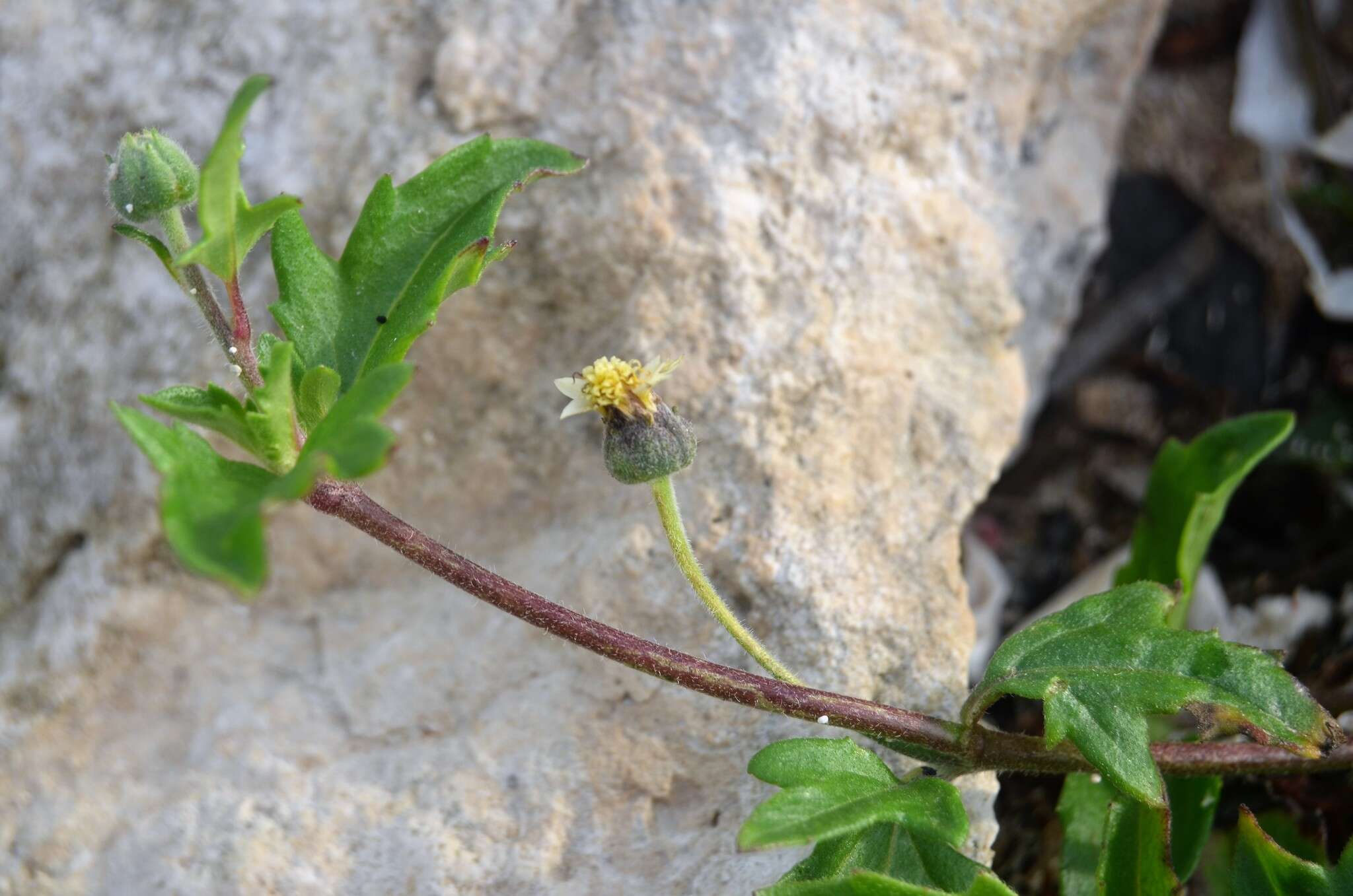 Imagem de Tridax procumbens L.