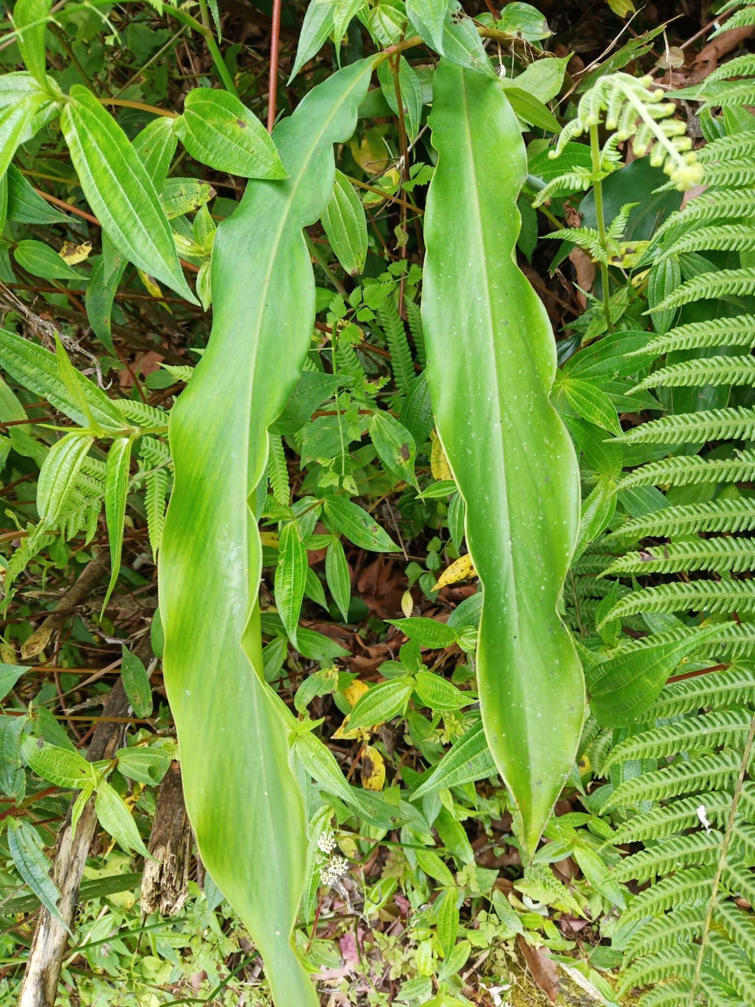 Image of Alpinia sessiliflora Kitam.