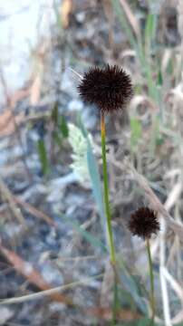 Image of Juncus valvatus Link