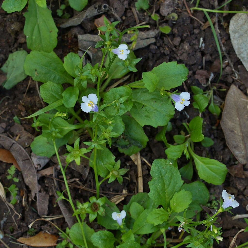 Image of Japanese mazus