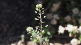 Sivun Lepidium virginicum subsp. menziesii (DC) Thell. kuva