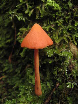 Image of Entoloma latericolor E. Horak 1976