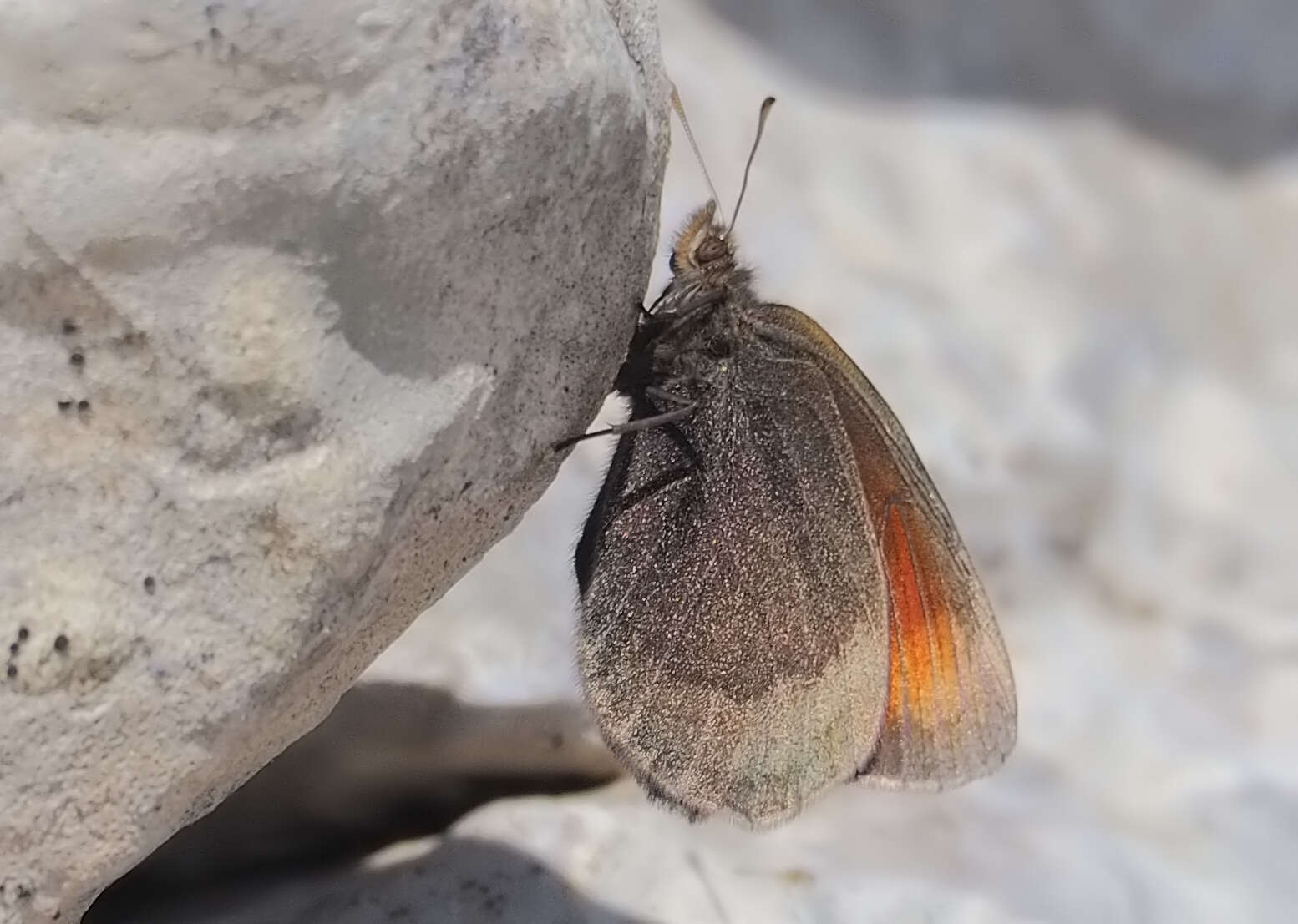 Erebia pluto De Prunner 1798 resmi