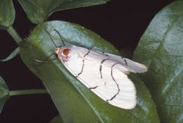 Image of Spilosoma curvilinea Walker 1855