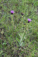 Imagem de Cirsium grahamii A. Gray