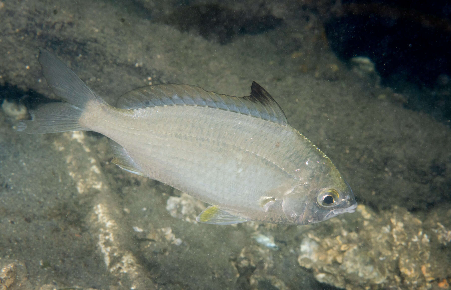 Image of Common Silver Belly