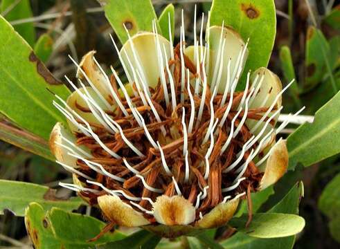 Image of Protea simplex E. Phillips