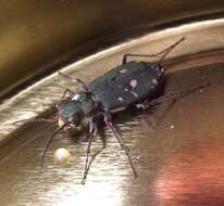 Sivun Cicindela (Cicindela) campestris suffriani Loew 1843 kuva