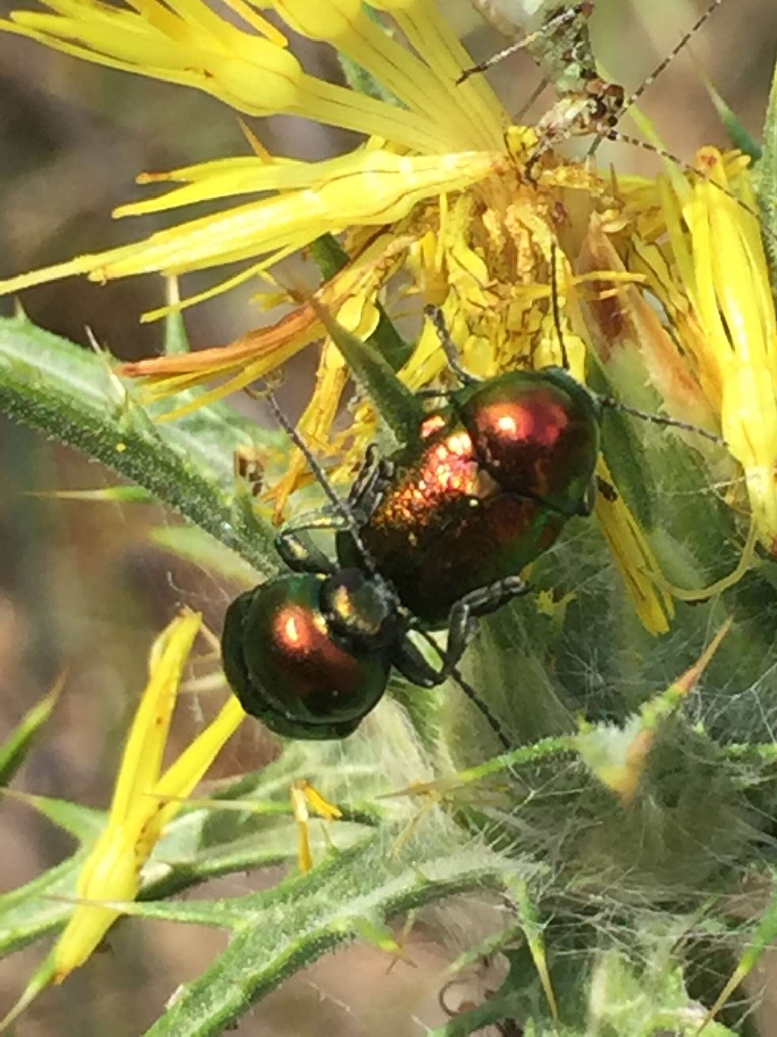 Image of <i>Cryptocephalus globicollis</i>