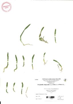 Image of spikemoss