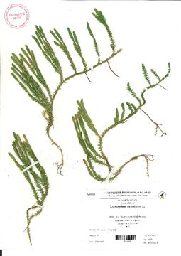 Image of clubmoss
