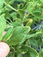 Image of Mojave sage