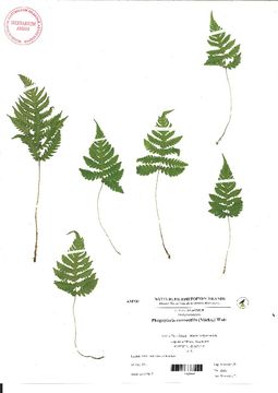 Image of beechfern