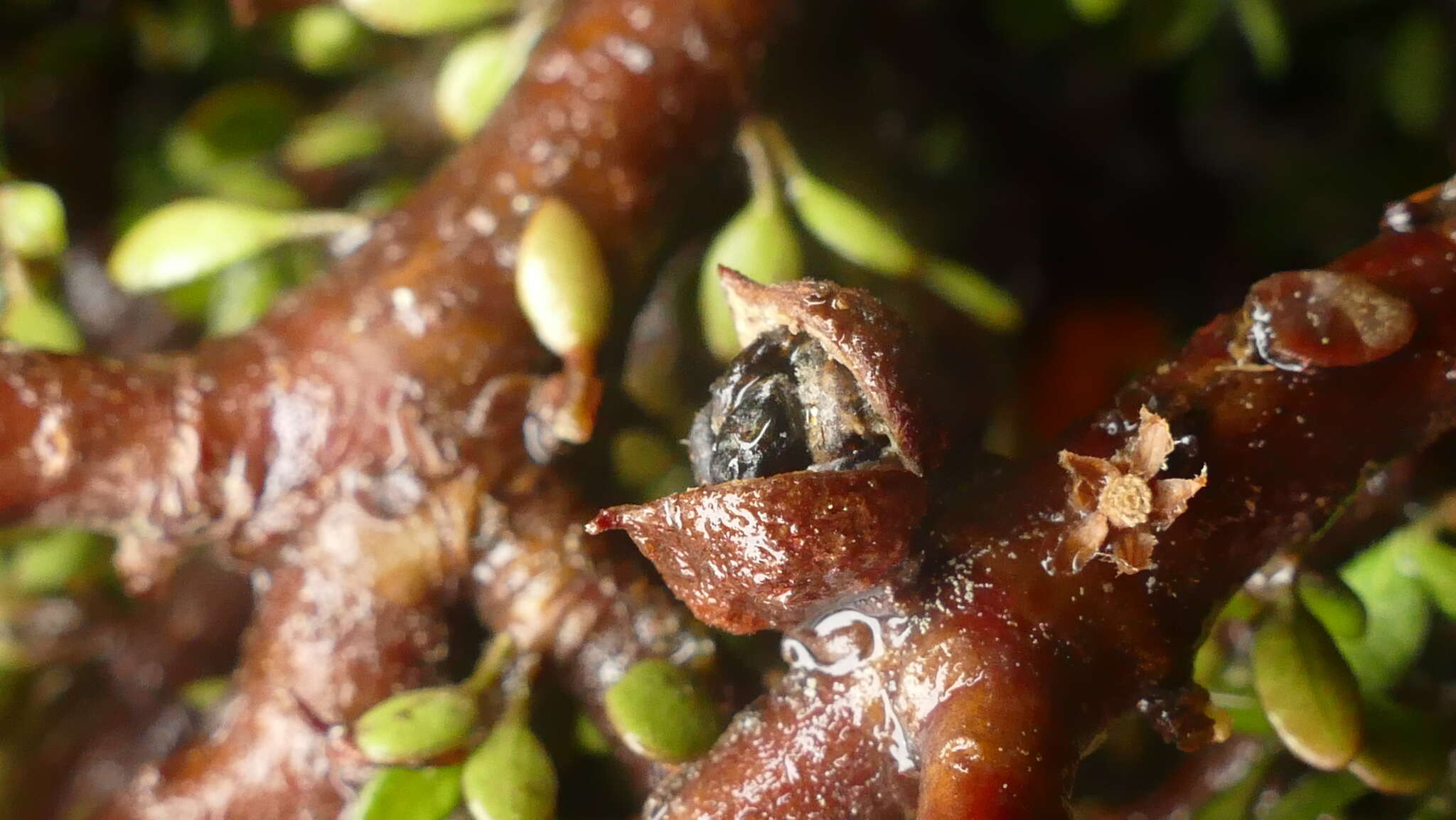 Слика од Pittosporum rigidum Hook. fil.