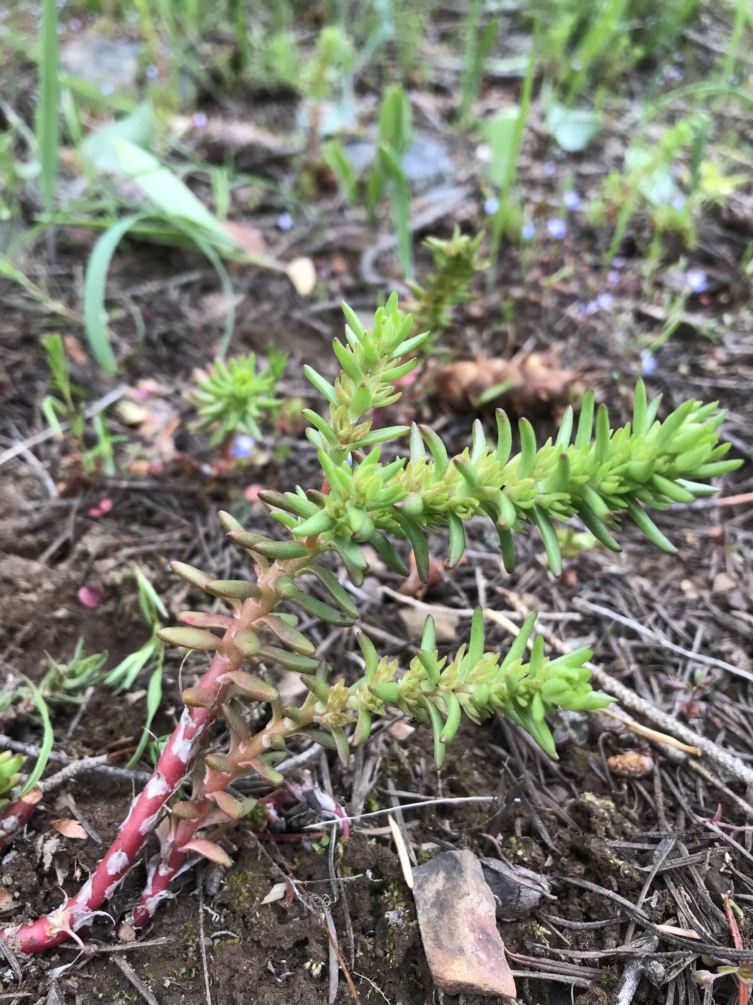 Слика од Sedum stenopetalum Pursh