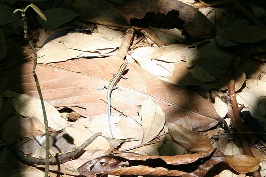 Image of Azure-tailed Skink