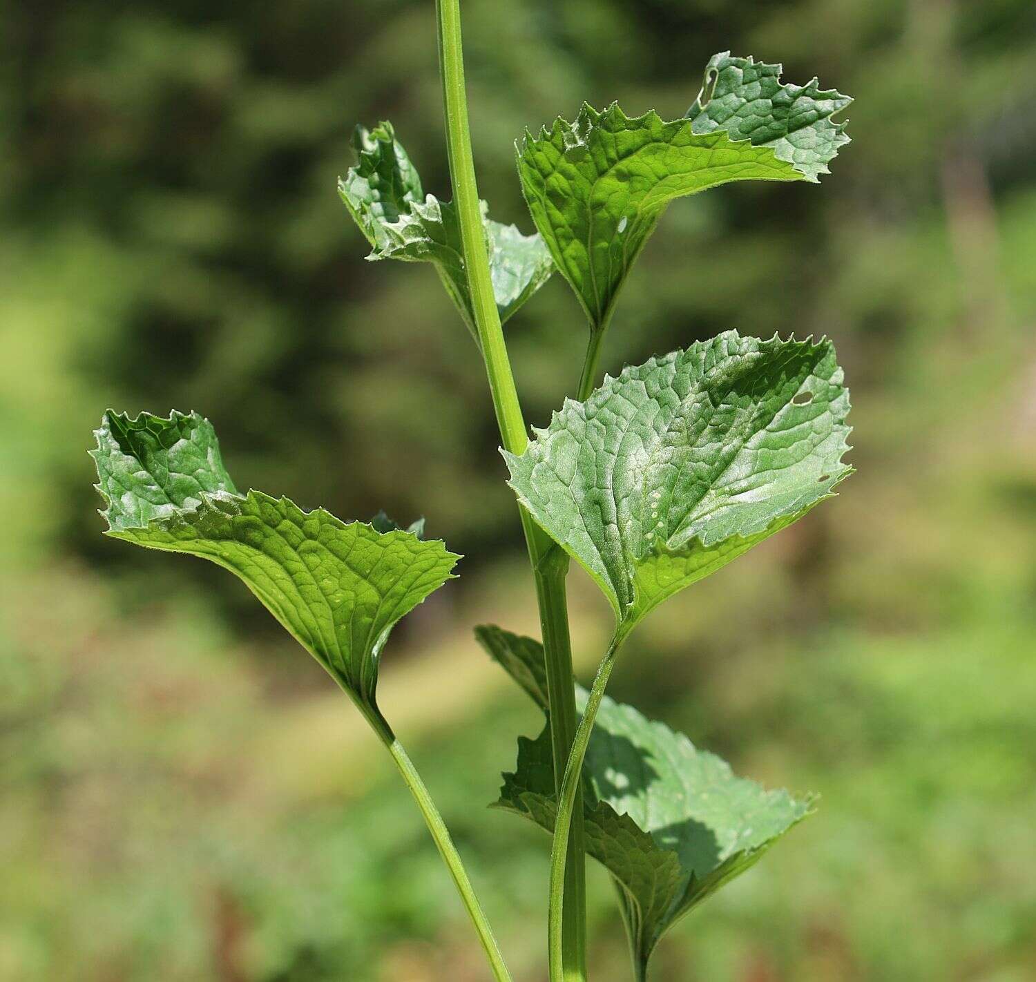 Слика од Jacobaea subalpina (W. D. J. Koch) Pelser & Veldkamp