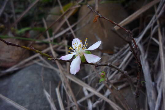 Prunus pogonostyla Maxim.的圖片