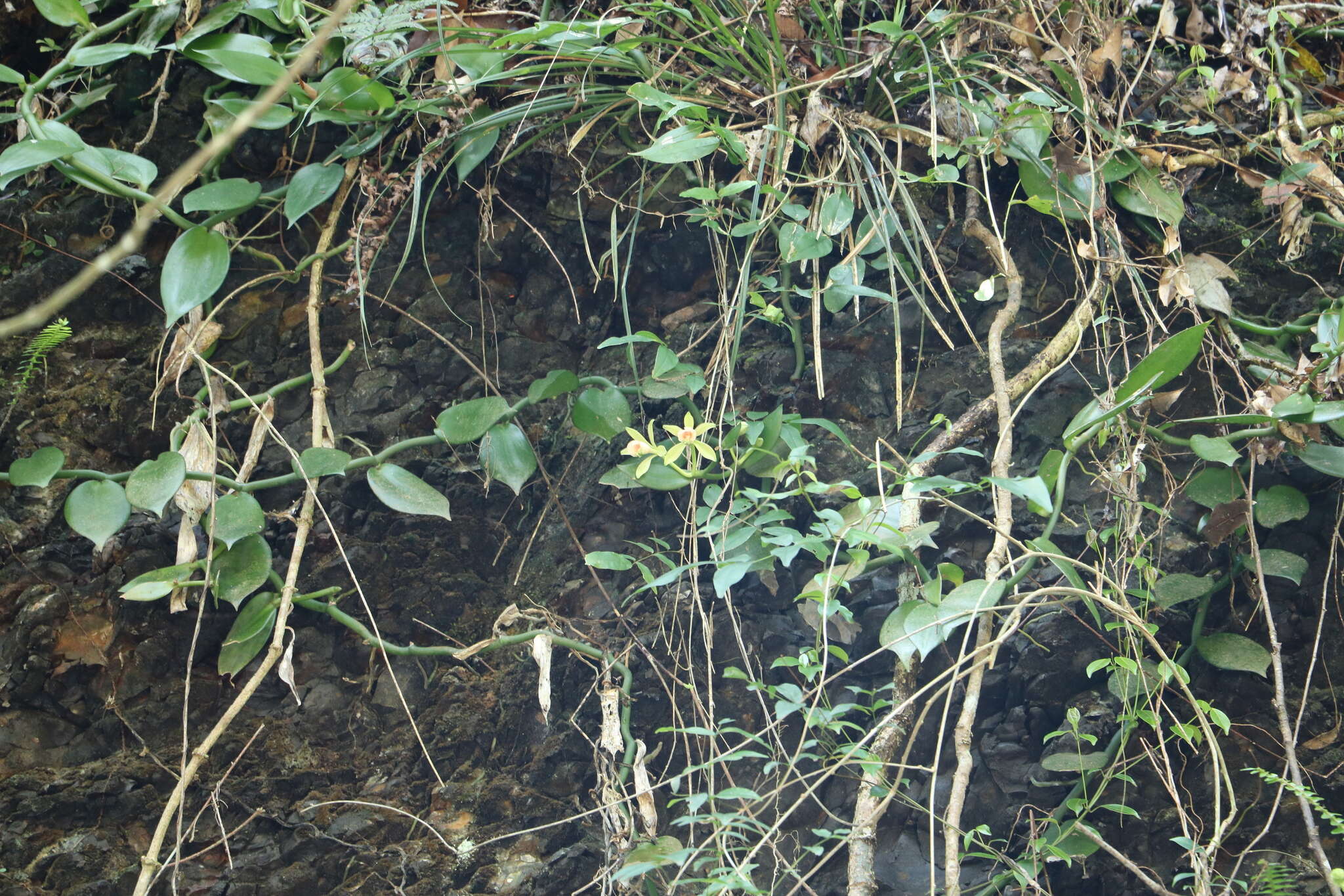 Image of Vanilla somae Hayata