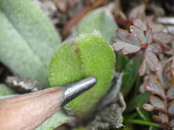 Image of Myosotis cheesemannii Petrie