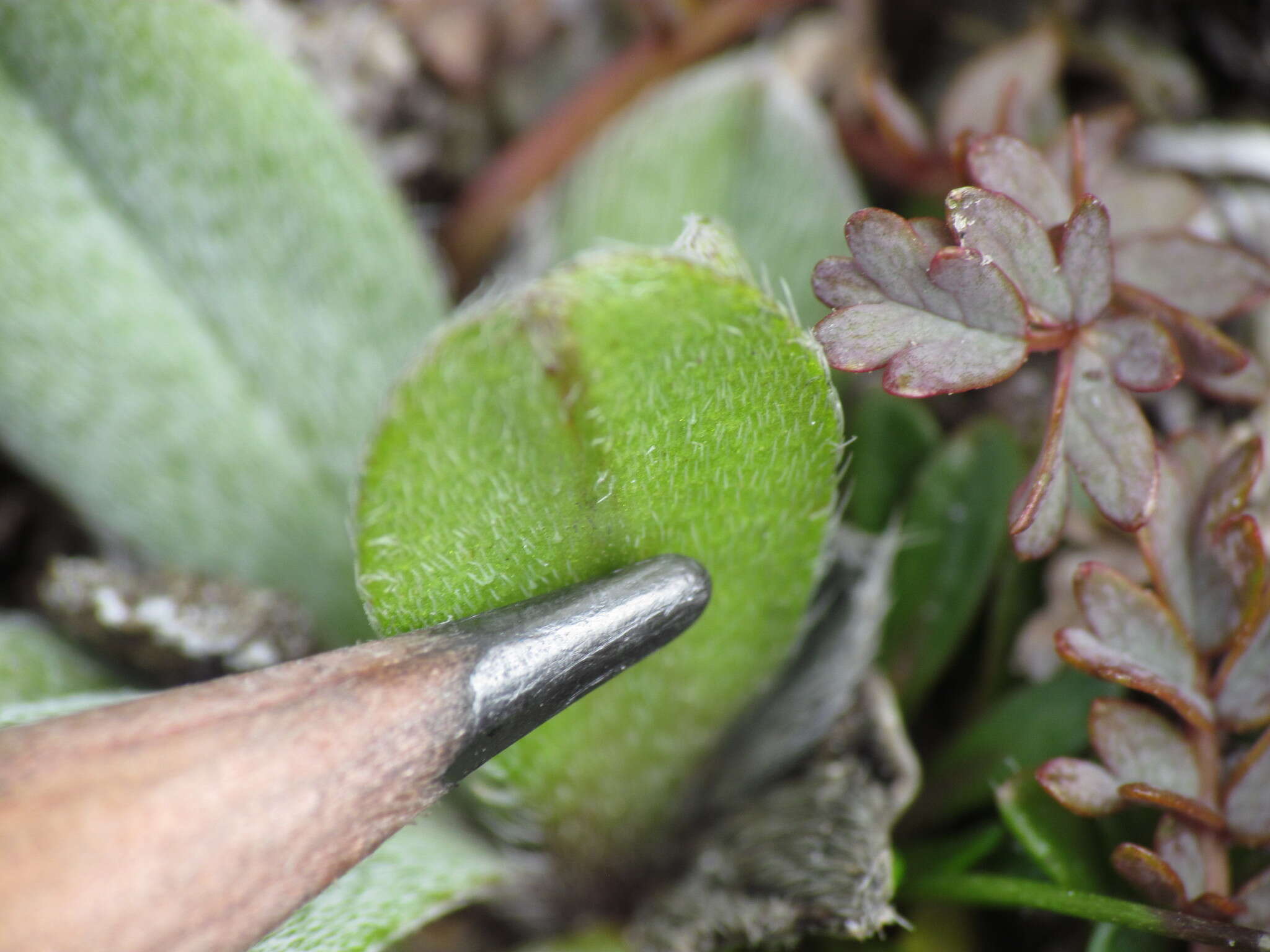 Image of Myosotis cheesemannii Petrie