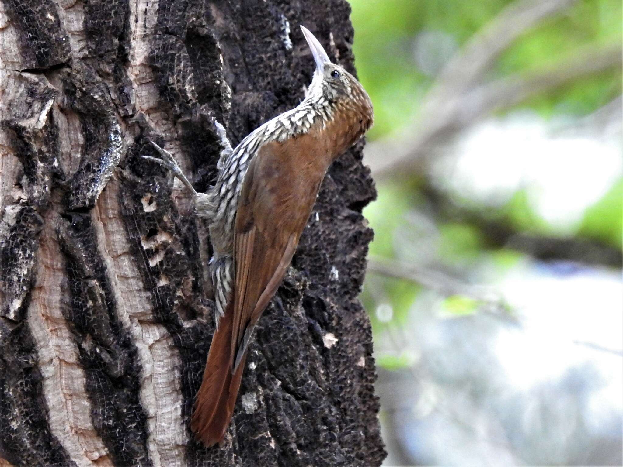 Image of Scaled Woodcreeper