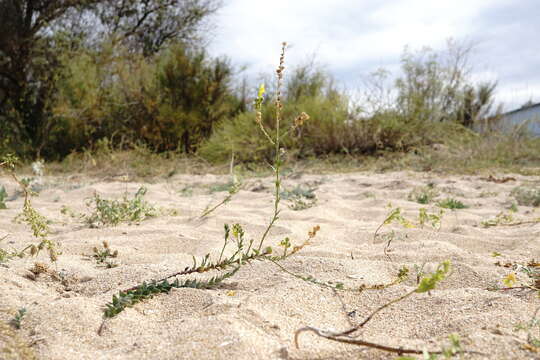 Image of Linaria sabulosa Czern. ex Klokov