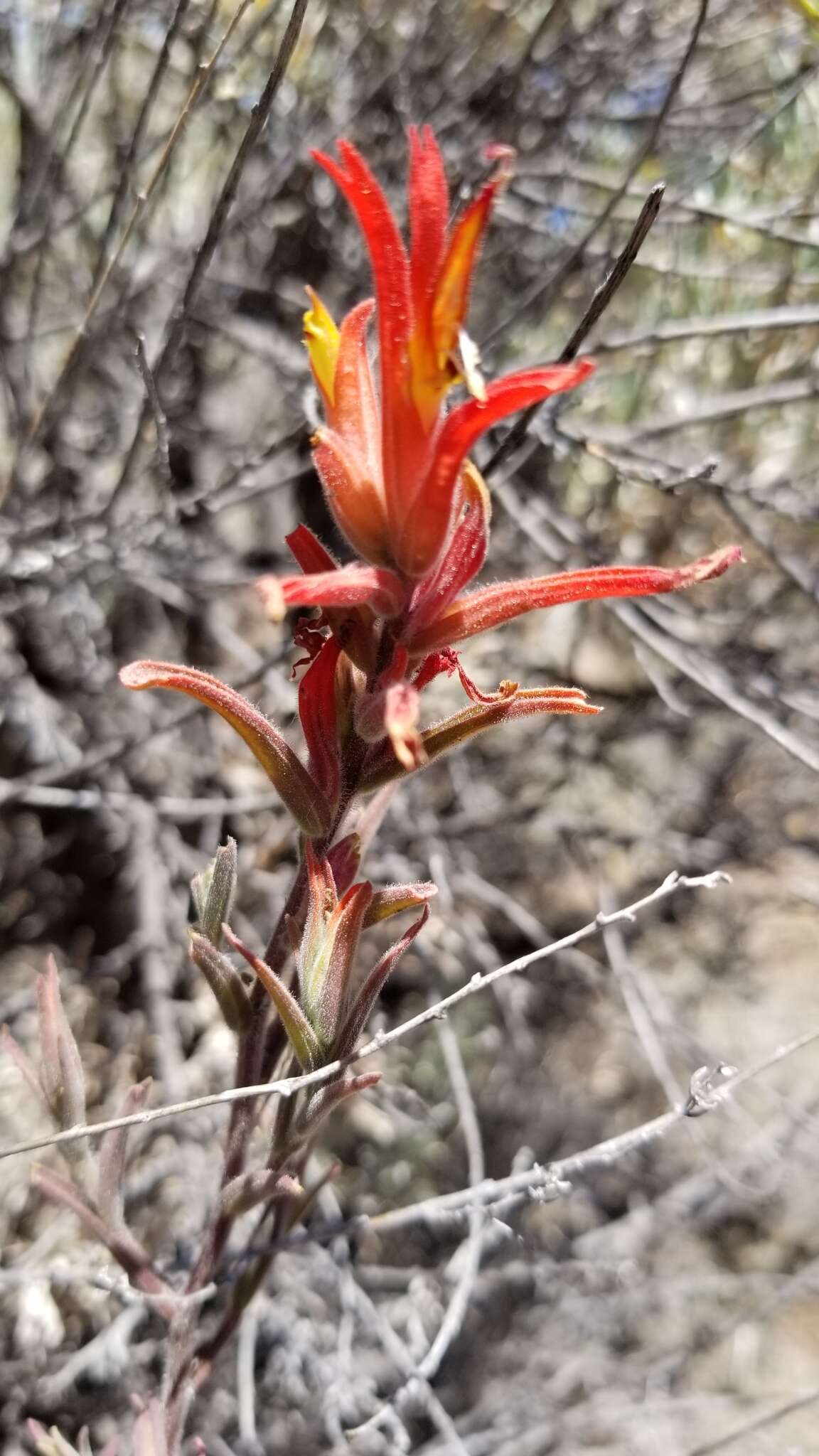 Image of longleaf Indian paintbrush