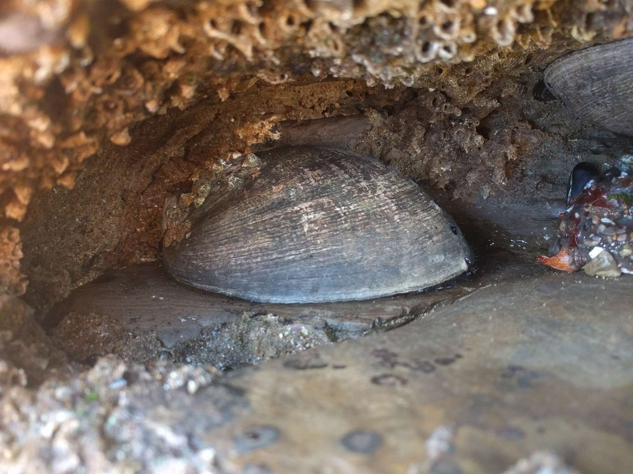 Image of Black Abalone