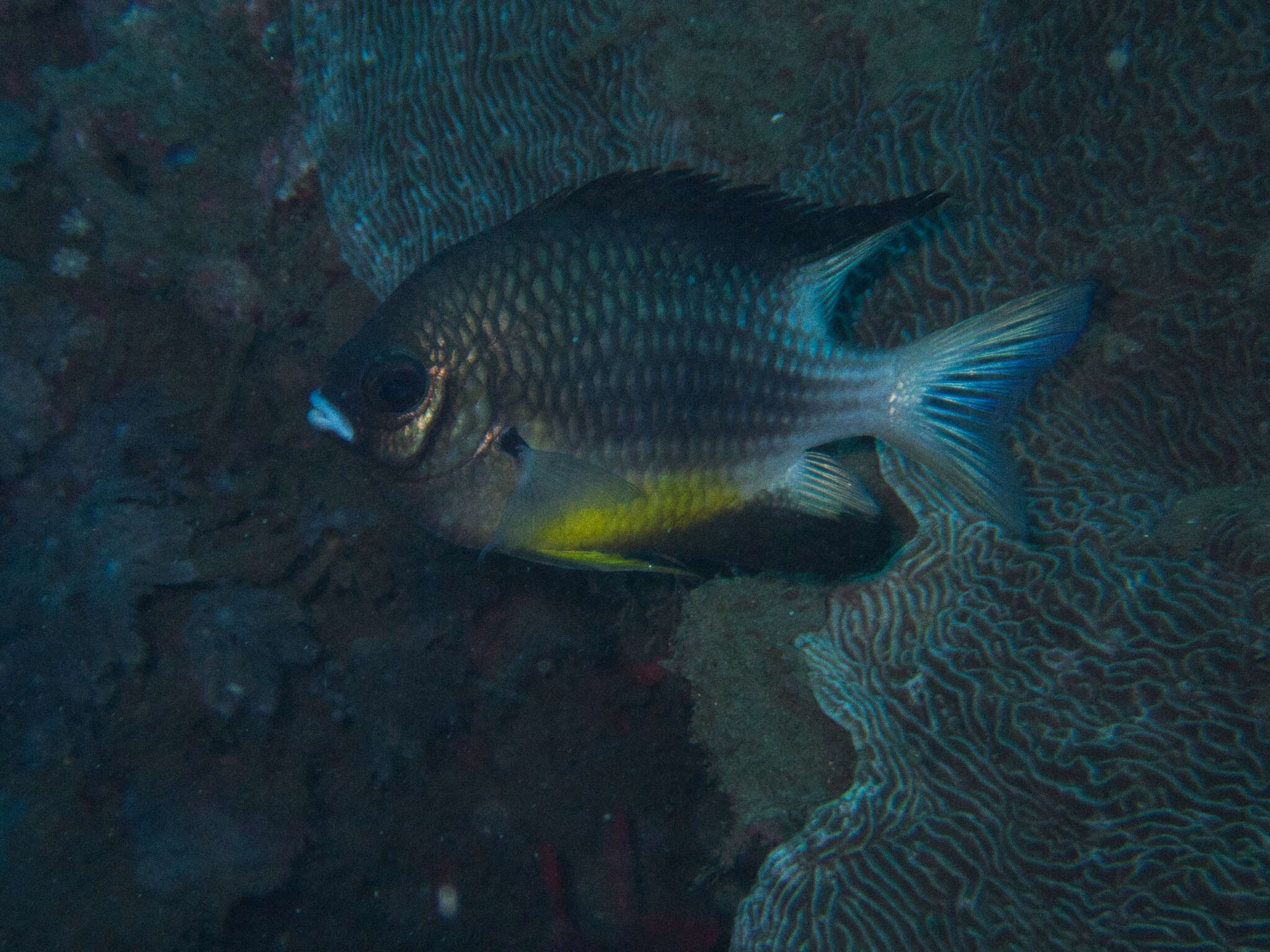 Image of White-belly damsel