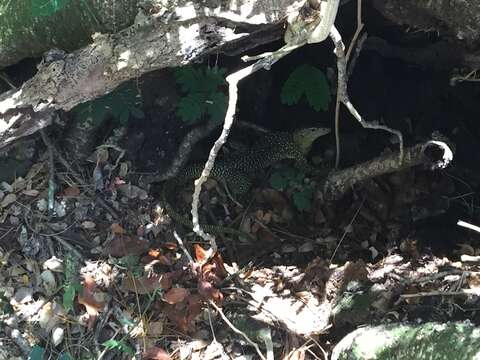 Image of Mangrove Goanna