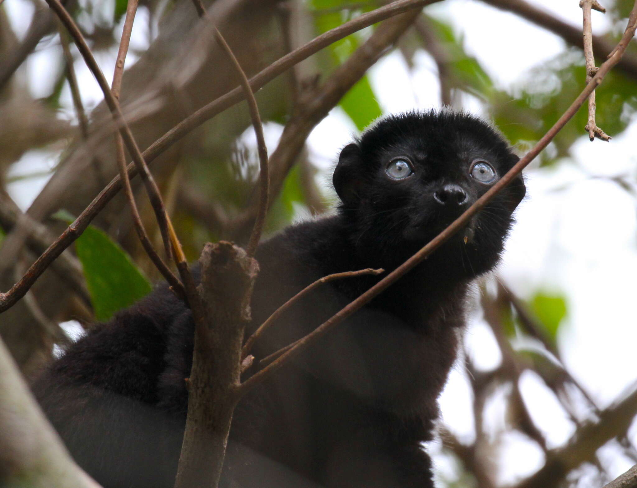 Image of Blue-eyed Black Lemur