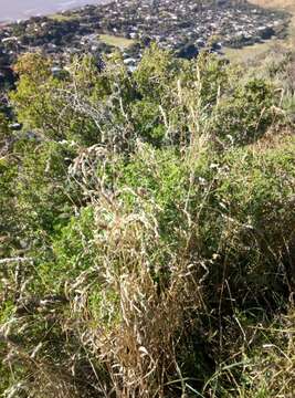 Image of African boxthorn