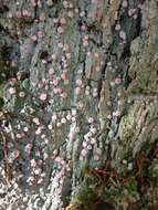 Image of peppermint drop lichen