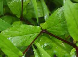 Image de Trichodesma indicum (L.) R. Br.