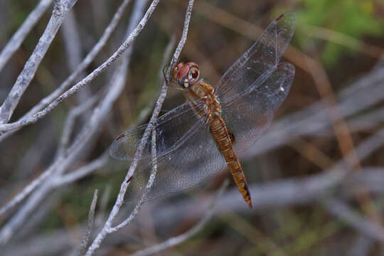 Image of Spot-winged Glider