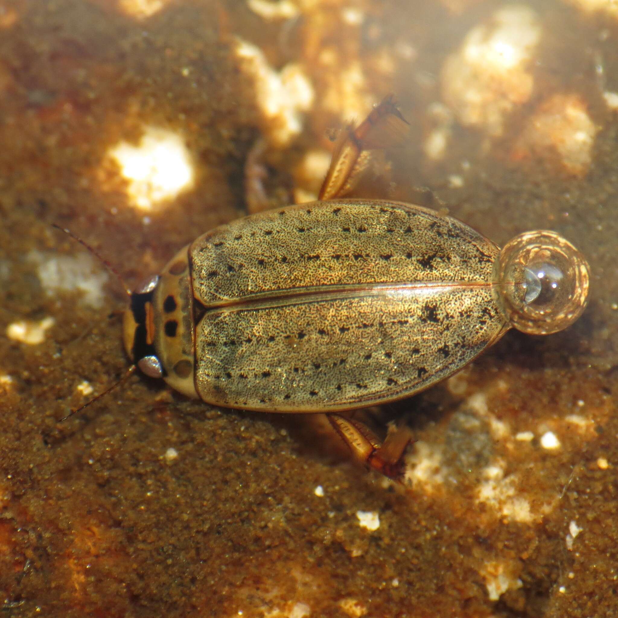 Image of Predaceous diving beetle